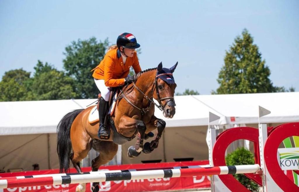 NL Frontriem Velvet Orange/ Royal Blauw