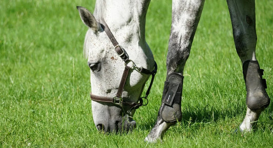 Voeding van een paard: onze tips en adviezen!